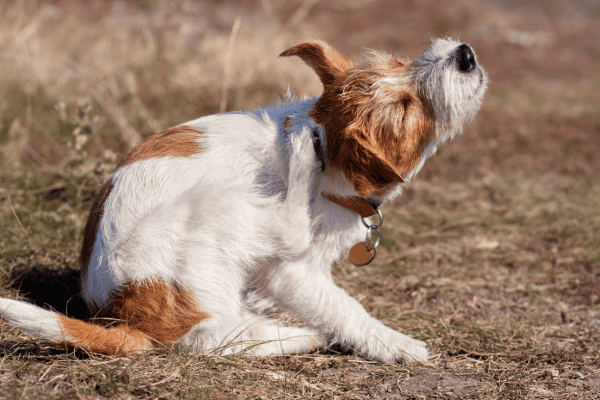 Dermatite alérgica em cães causada por sabão de coco no dorso após banho caseiro