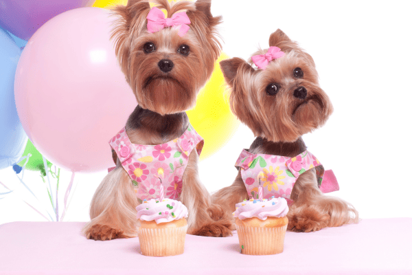 Como Montar um Buffet Criativo para Festas de Aniversário de Cachorro com Diabetes Canina com Opções Veganas