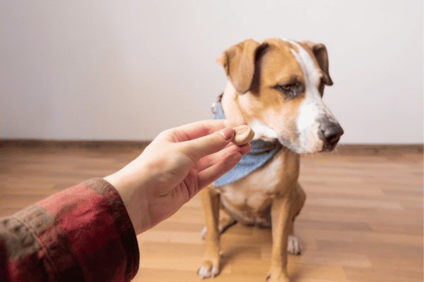 Ajudando Cães com Falta de Apetite Durante o Processo de Adaptação a Rações de Alta Qualidade
